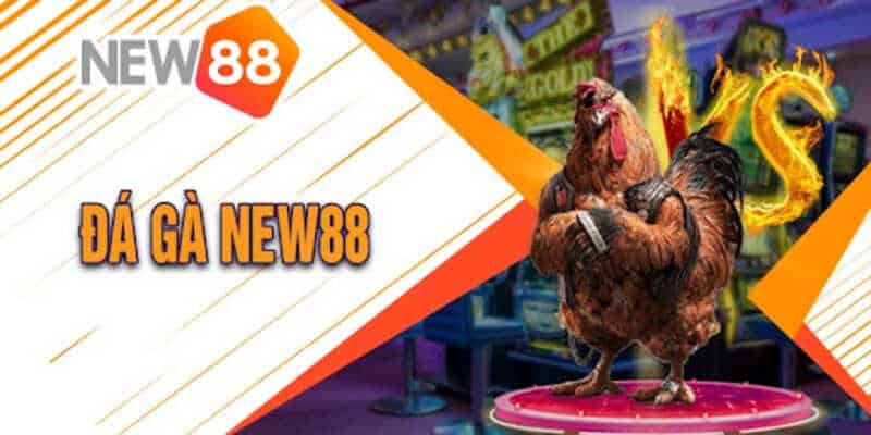 NEW88 nhà cái đá gà chất lượng hàng đầu