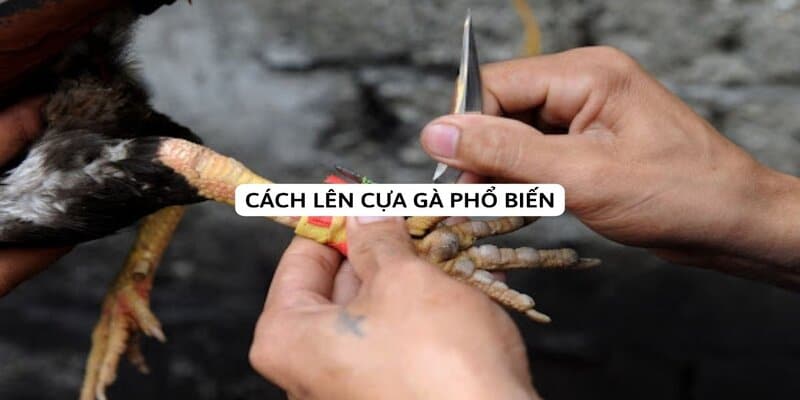 Cách lên cựa trọng đá gà bịt cựa