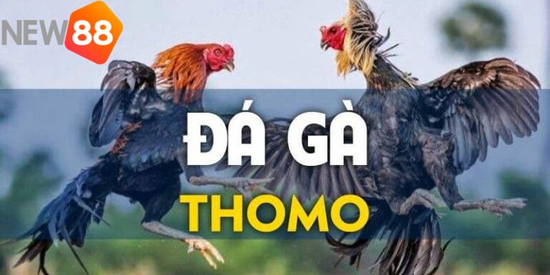 Hướng dẫn cách xem trực tiếp đá gà Thomo 67 đơn giản